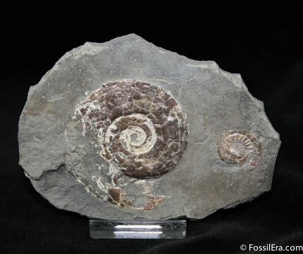 Psiloceras From Great Britain - #1079